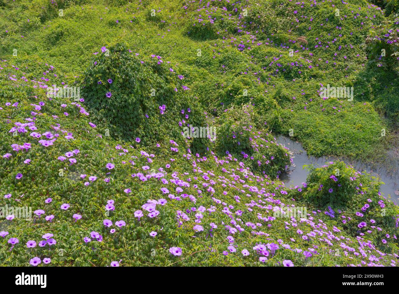 Un grande campo di glorie mattutine Foto Stock