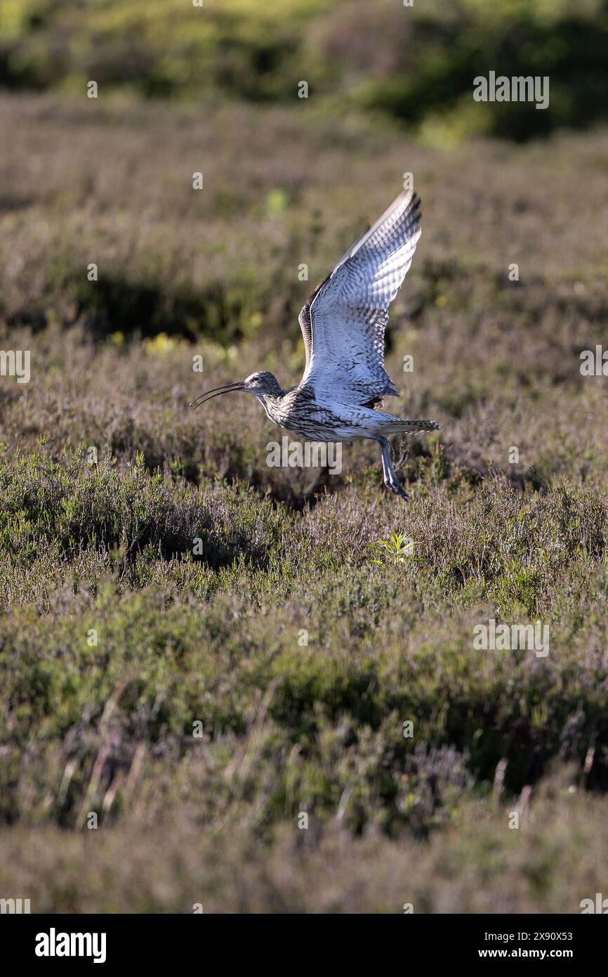 Curlew Numenius arquata che prende il volo da una brughiera di heather Foto Stock