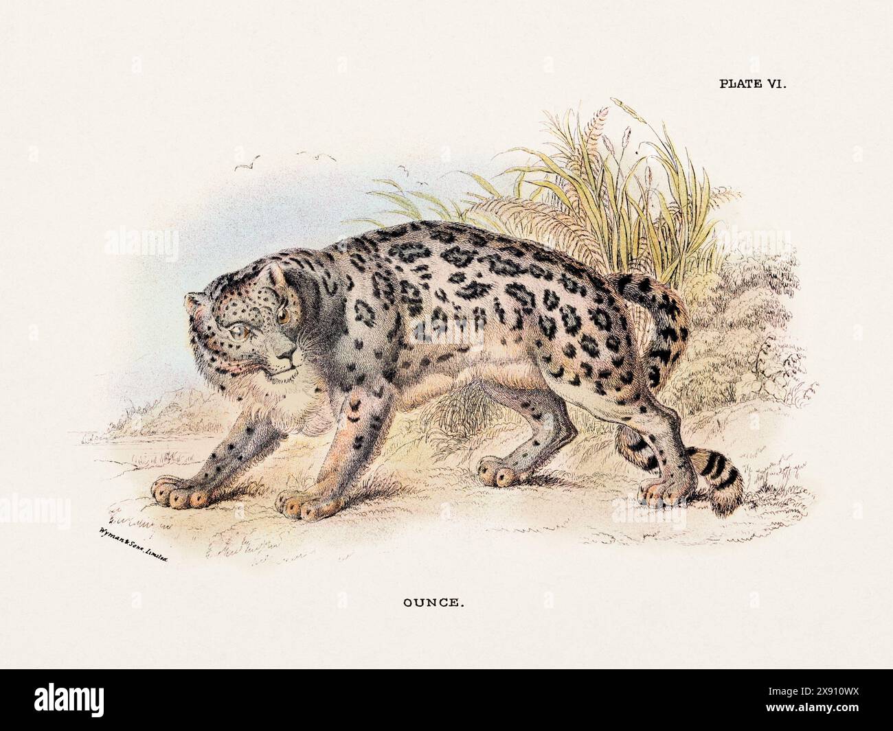 Oncia. Illustrazione vintage di un gatto selvatico di un libro di storia naturale del XIX secolo che descrive le specie feline. Foto Stock