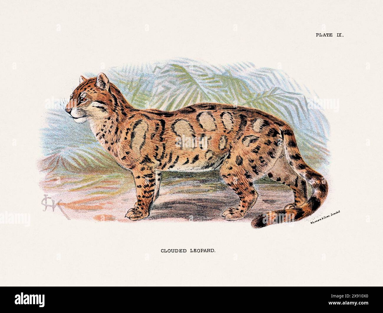 Leopardo nuvoloso. Illustrazione vintage di un gatto selvatico di un libro di storia naturale del XIX secolo che descrive le specie feline. Foto Stock
