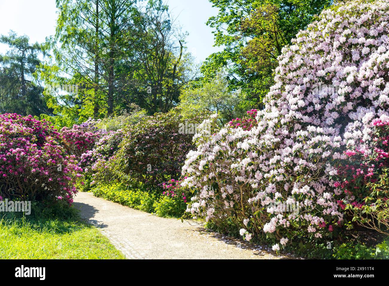 üppig und vielfarbig blühen die großen Sträucher vom Rhododendron im Rhododendronpark Wachwitz, Dresda, Sachsen, Deutschland *** The large rhododendr Foto Stock