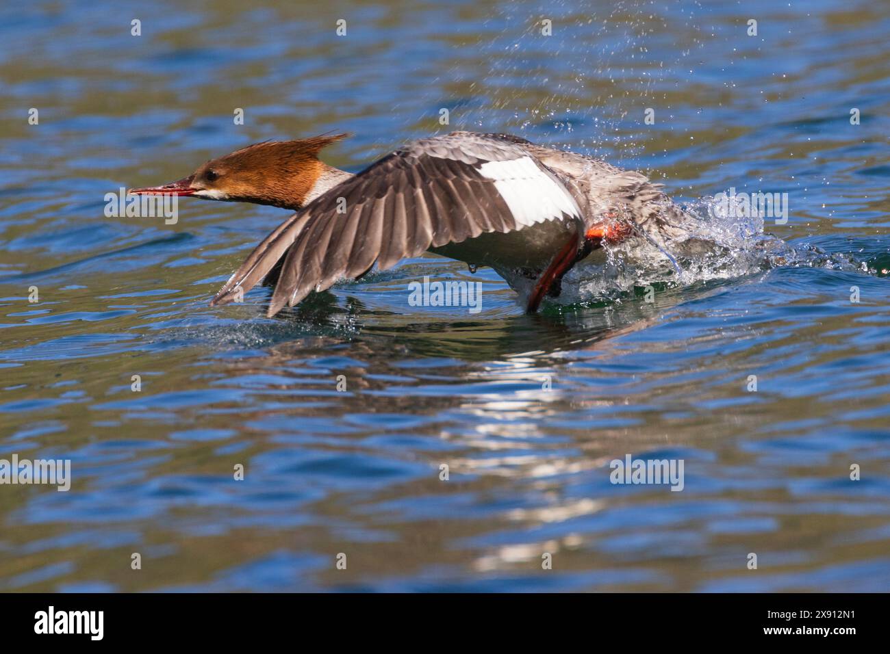 La comune gallina Merganser (mergus merganser) a Blue Lake (Lassen County California) catturata proprio quando iniziò a prendere il volo. Foto Stock