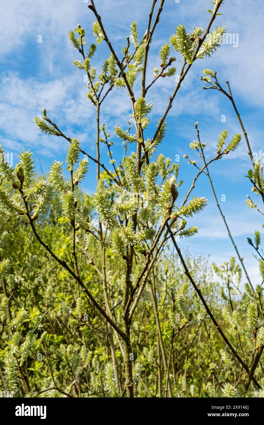 Gatti femminili di salice caprino Salix caprea che crescono su un ramo in primavera Inghilterra Regno Unito Gran Bretagna Gran Bretagna Foto Stock