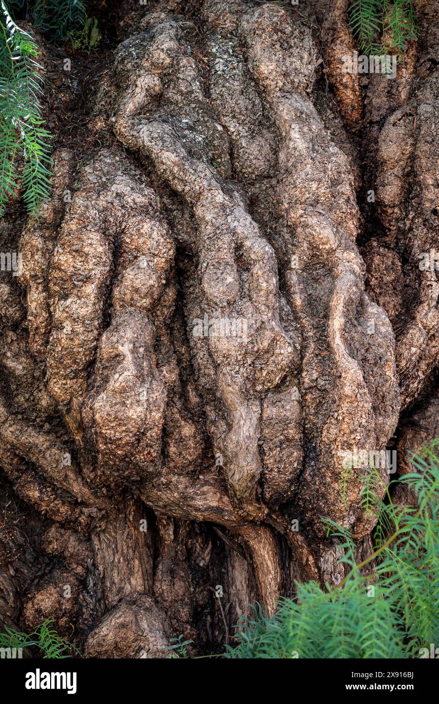 Corteccia di un albero, Antigua, Guatemala Foto Stock