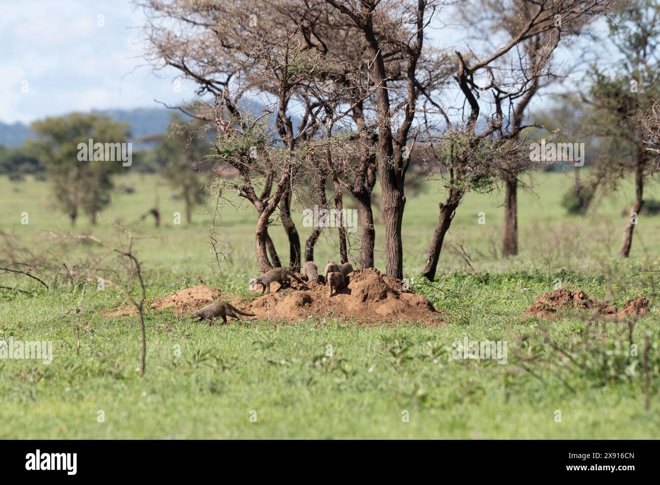 Banded Mongoose Foraging: Serengeti Social Scene Foto Stock