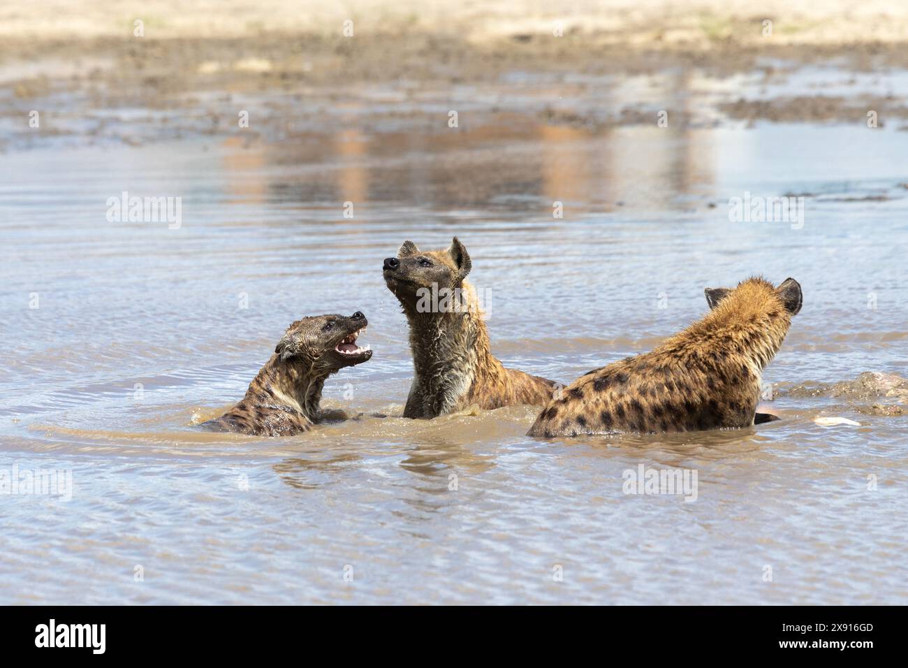 Tre iene combattono ferocemente per il dominio nel lago del cratere di Ngorongoro, una dimostrazione cruda della gerarchia della natura. Foto Stock