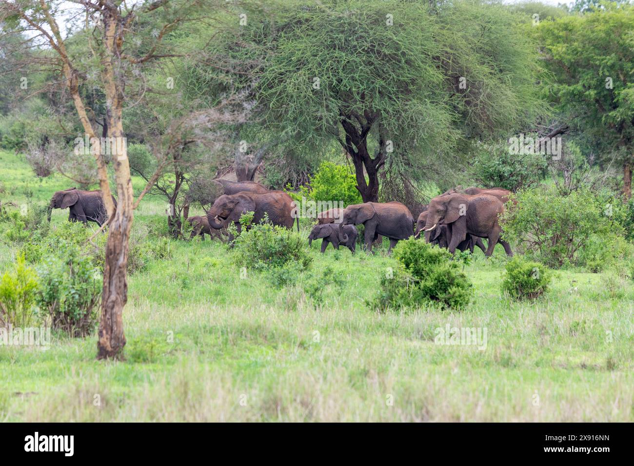 Una mandria di elefanti che vagano liberamente nel Parco Nazionale del Tarangire, catturando l'essenza della natura selvaggia africana. Foto Stock