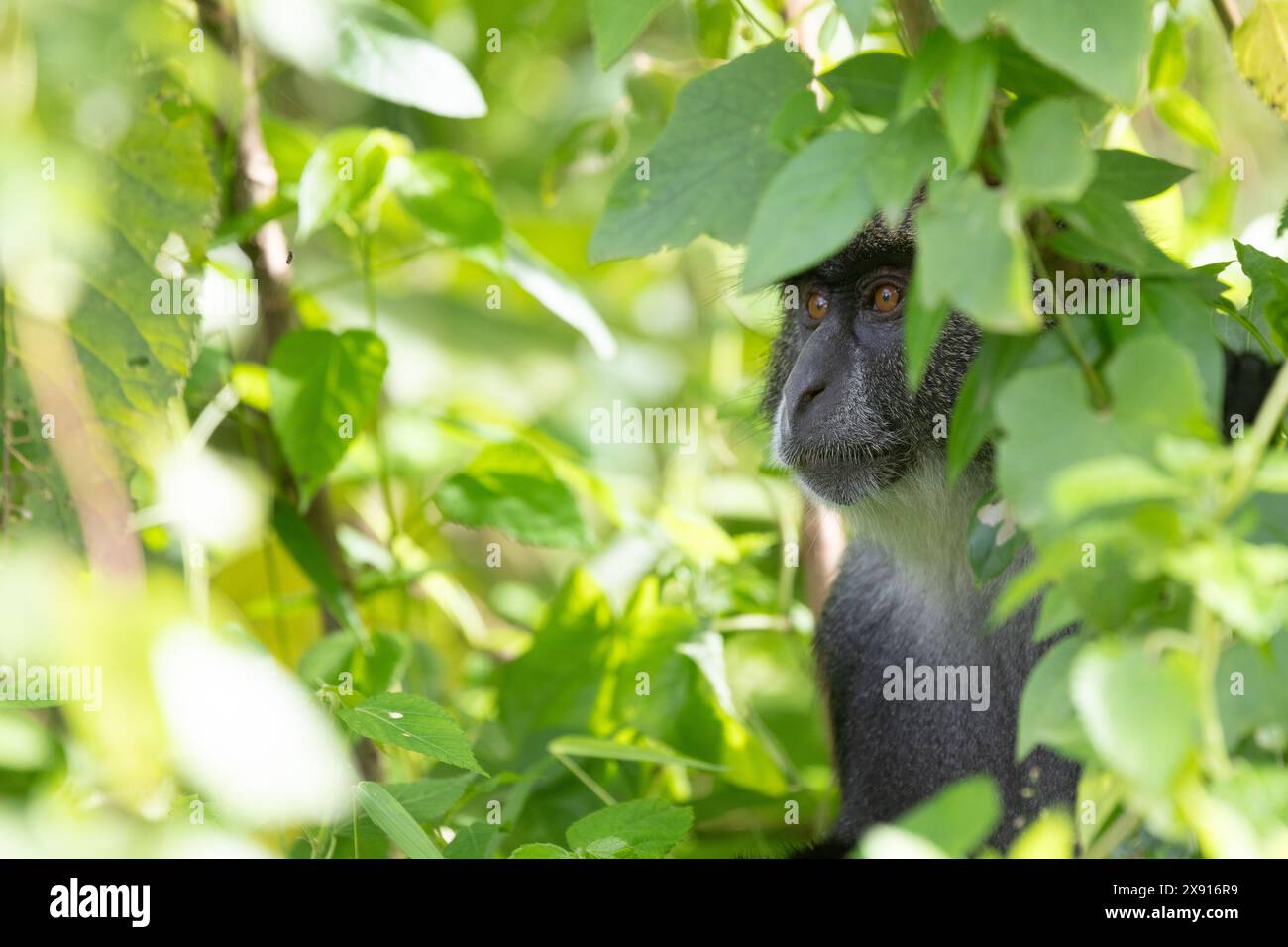 Una scimmia di Manyara sbircia attraverso il lussureggiante fogliame, catturando l'essenza della curiosità e della fauna selvatica del lago Manyara. Foto Stock