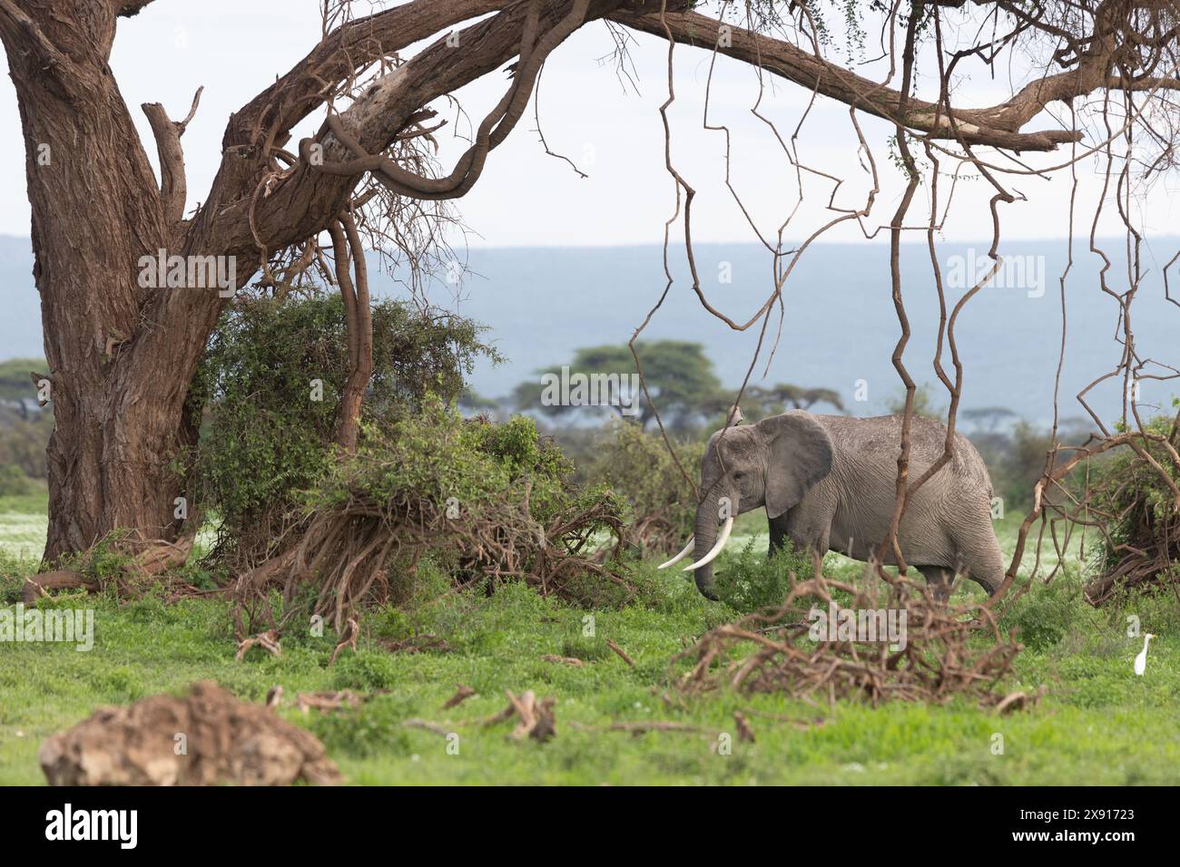 Elefante toro regale che naviga nella lussureggiante giungla di Amboseli, mostrando la maestosa bellezza della fauna selvatica africana. Foto Stock