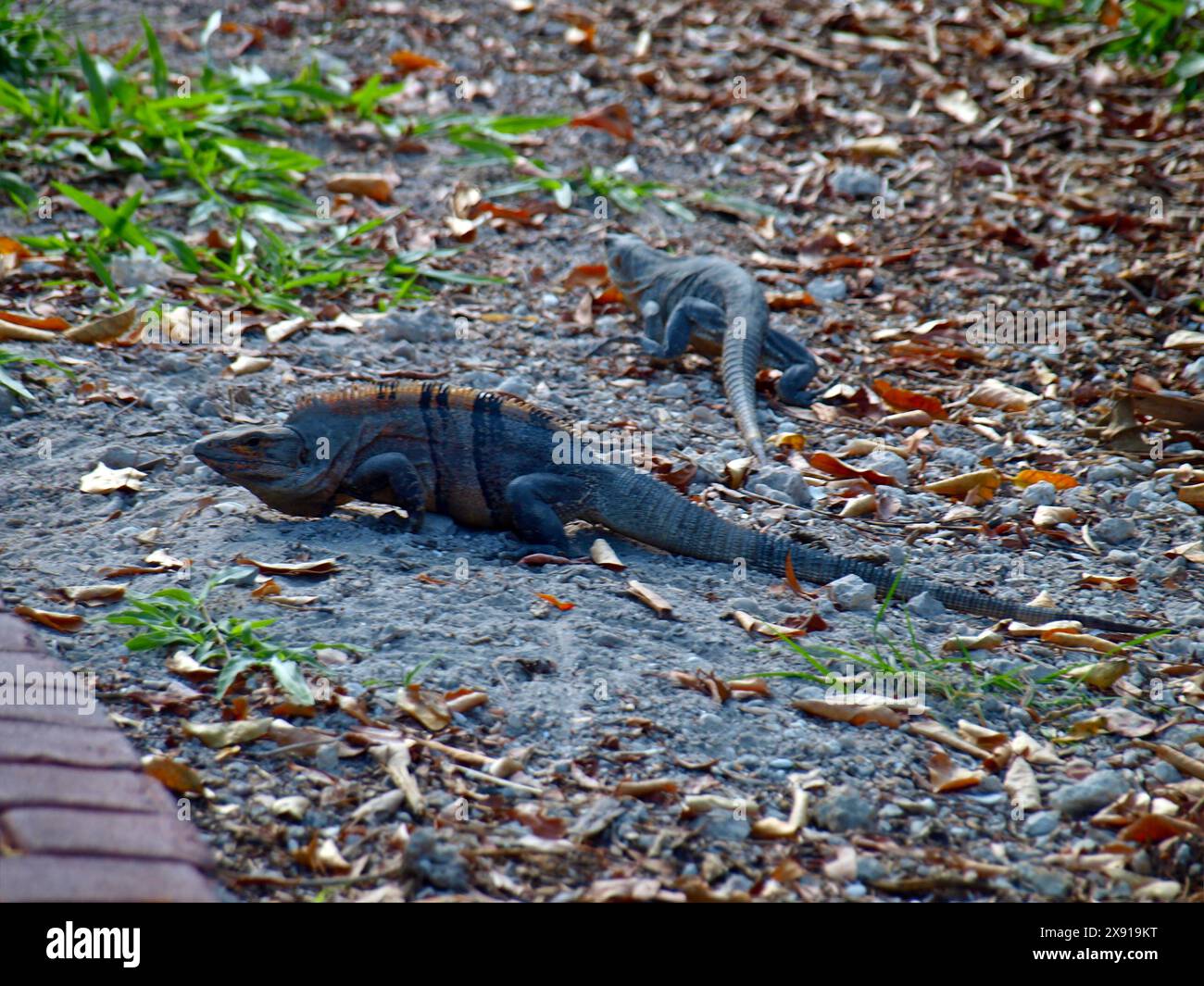 Iguane nere (Ctenosaura similis) per adulti nell'isola di Key Biscayne. Foto Stock