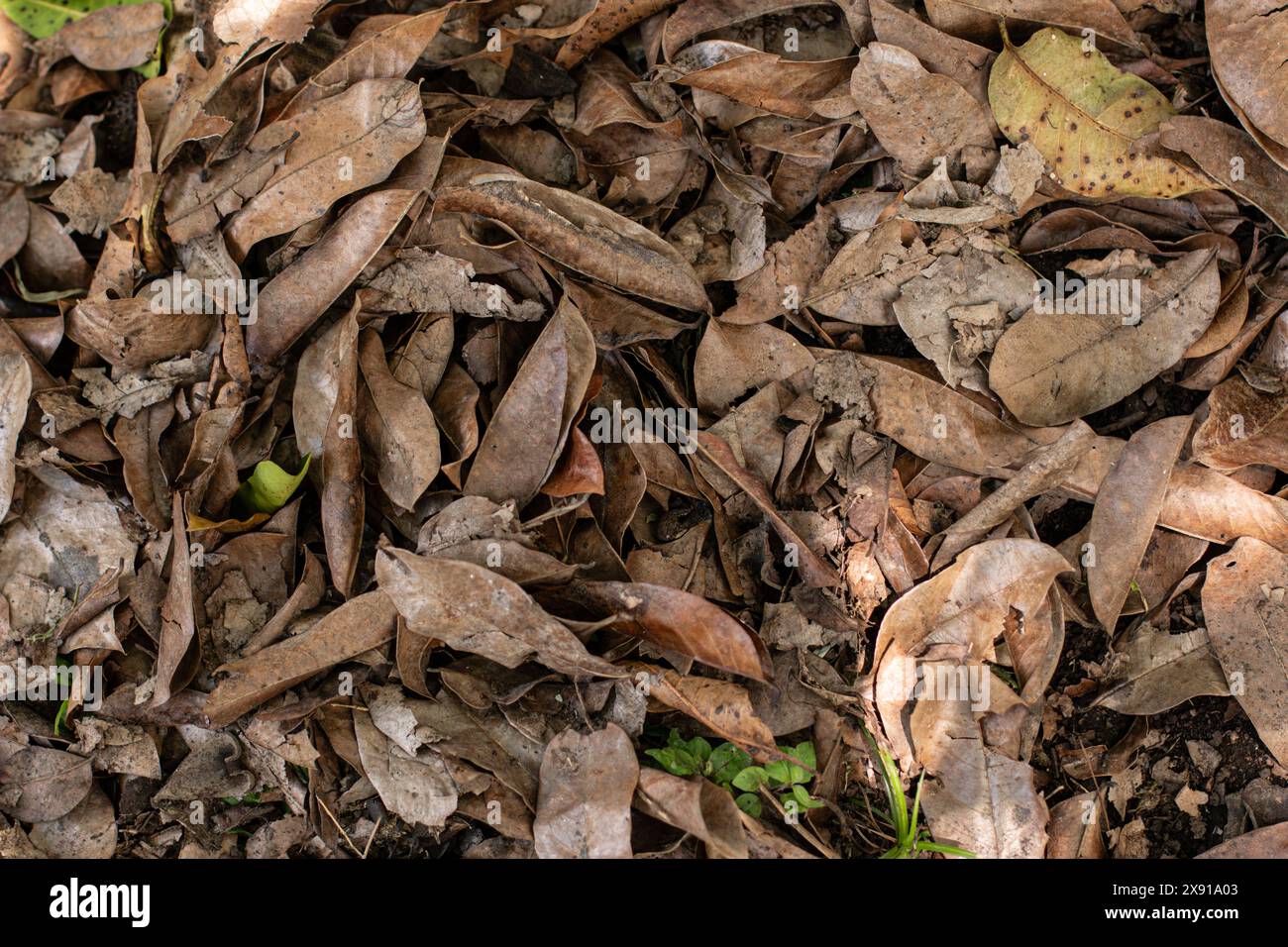 Un'immagine sopraelevata del terreno in autunno che rivela un tappeto di foglie secche che che ricoprono il terreno Foto Stock
