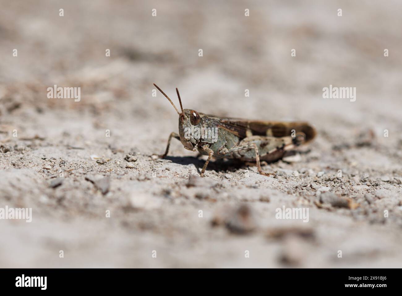 Grasshopper o locust su strada sterrata ad Alcoy, Spagna Foto Stock