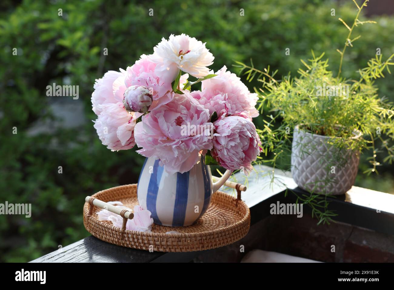 Bellissimi fiori di peonia rosa in vaso e piante in vaso su ringhiera del balcone all'aperto Foto Stock