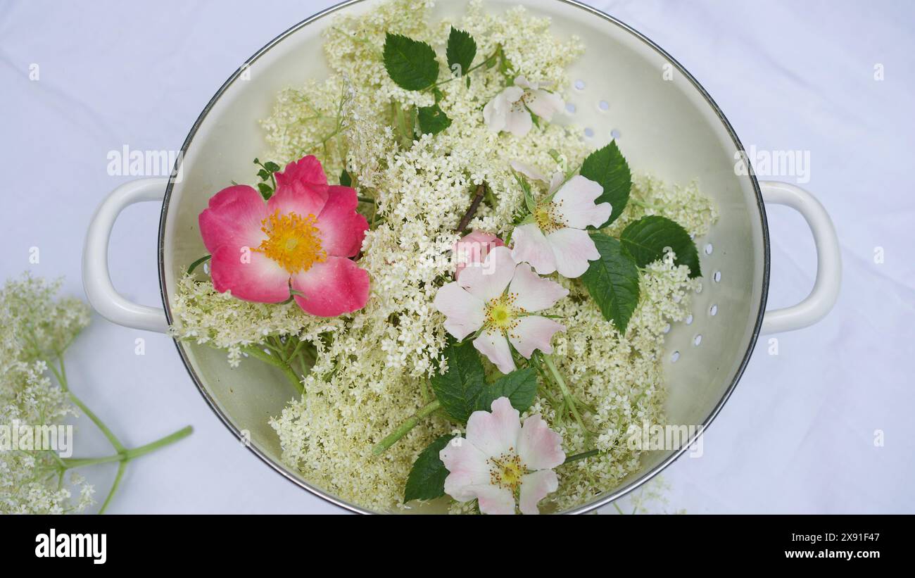 Fiori di anziani e rose da giardino in un setaccio bianco. Sfondo bianco. Foto Stock