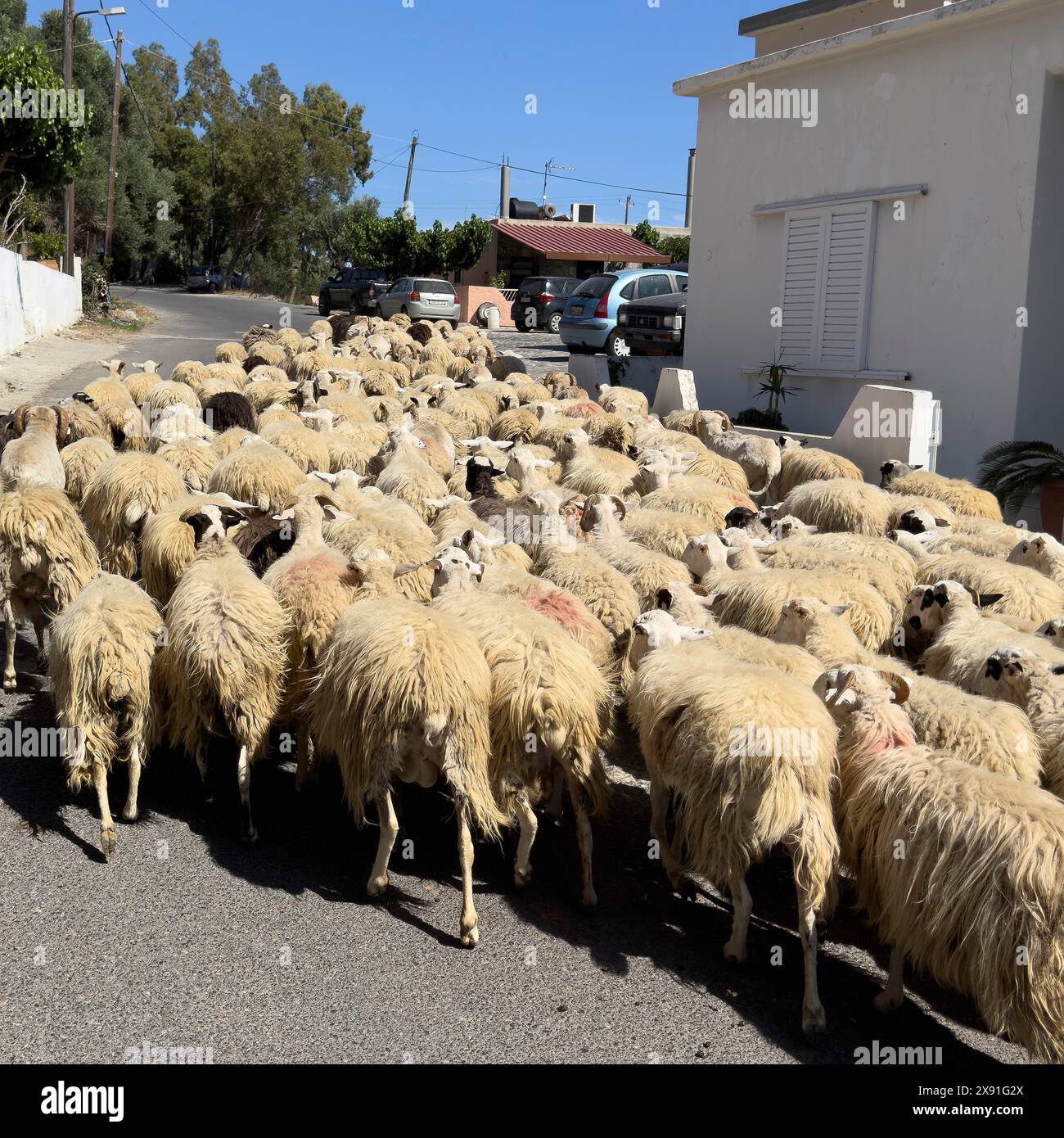 Gregge di pecore che corrono pecore che attraversano il centro del villaggio su strada bloccata bloccano il traffico stradale di campagna Foto Stock