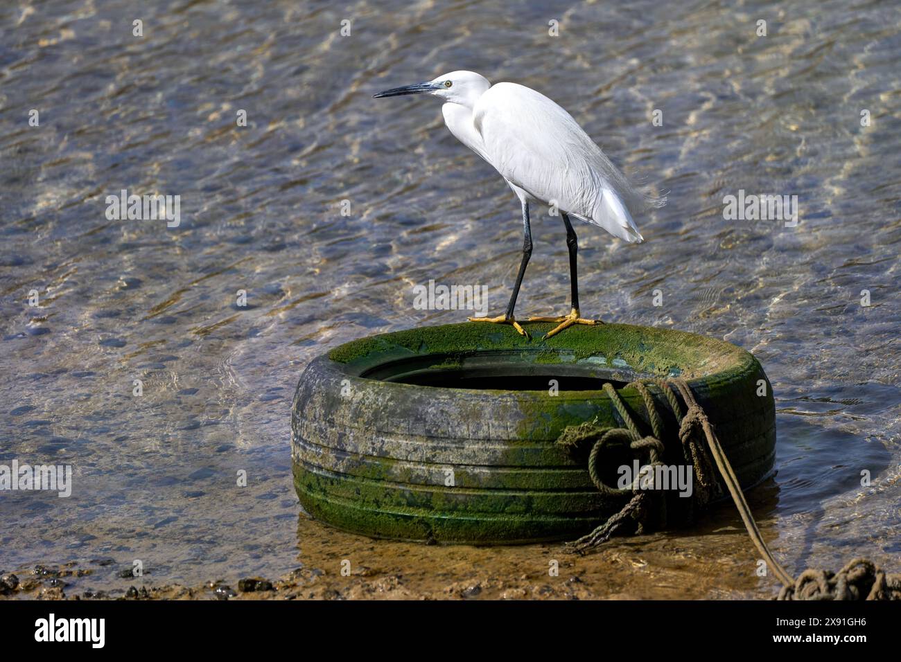 La piccola Egret (Egretta garzetta) in piedi su una vecchia ruota di un'auto Foto Stock