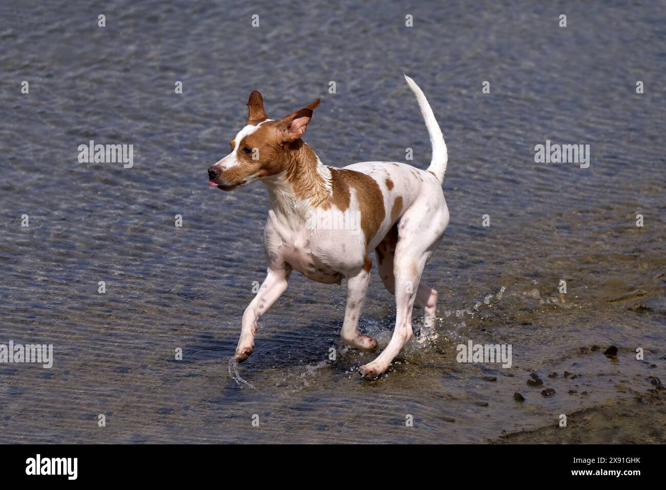 Cane bianco marrone che corre in acque poco profonde sulla riva Foto Stock