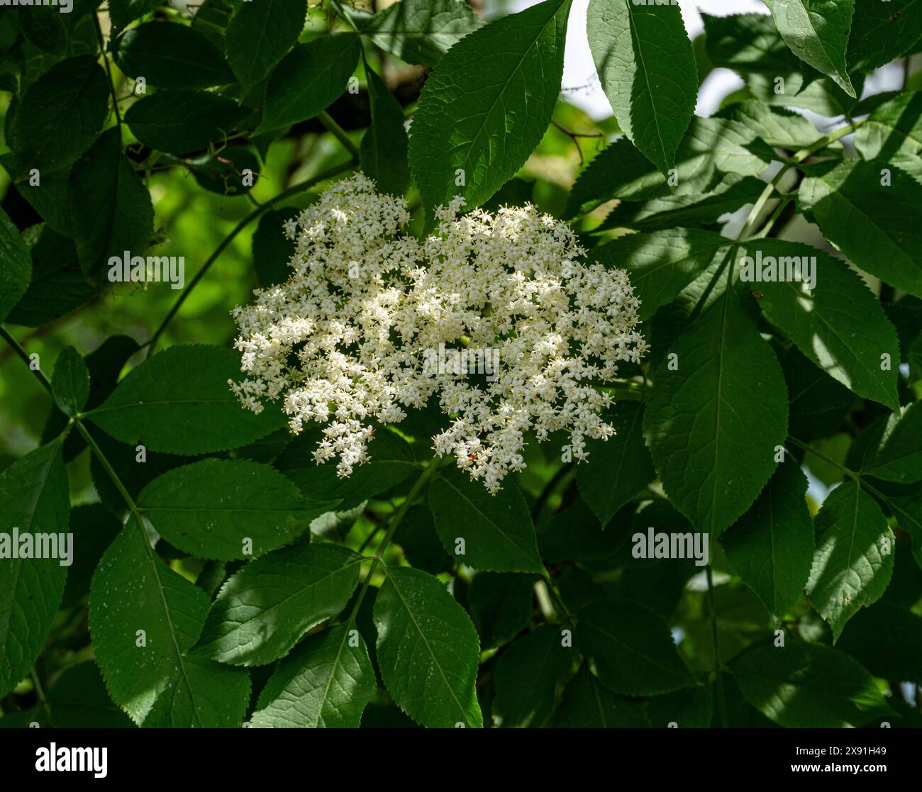 Sambucus nigra, il Vecchio, fiorisce in tarda primavera Foto Stock