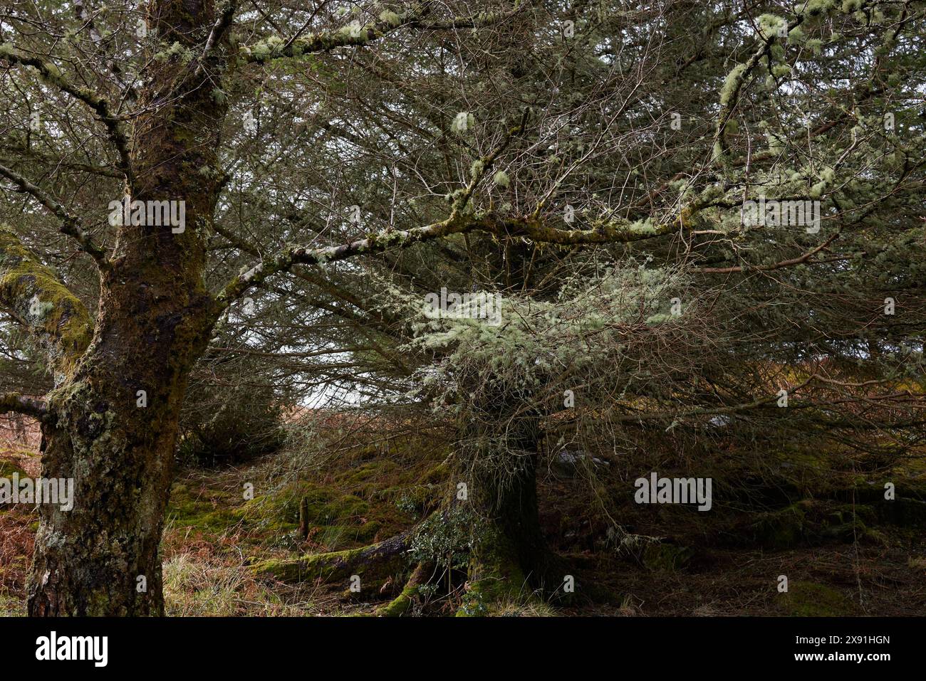 Rami di alberi ricoperti di licheni nella piantagione boschiva di Bonawe, Argyll e Bute, Scozia, Regno Unito Foto Stock