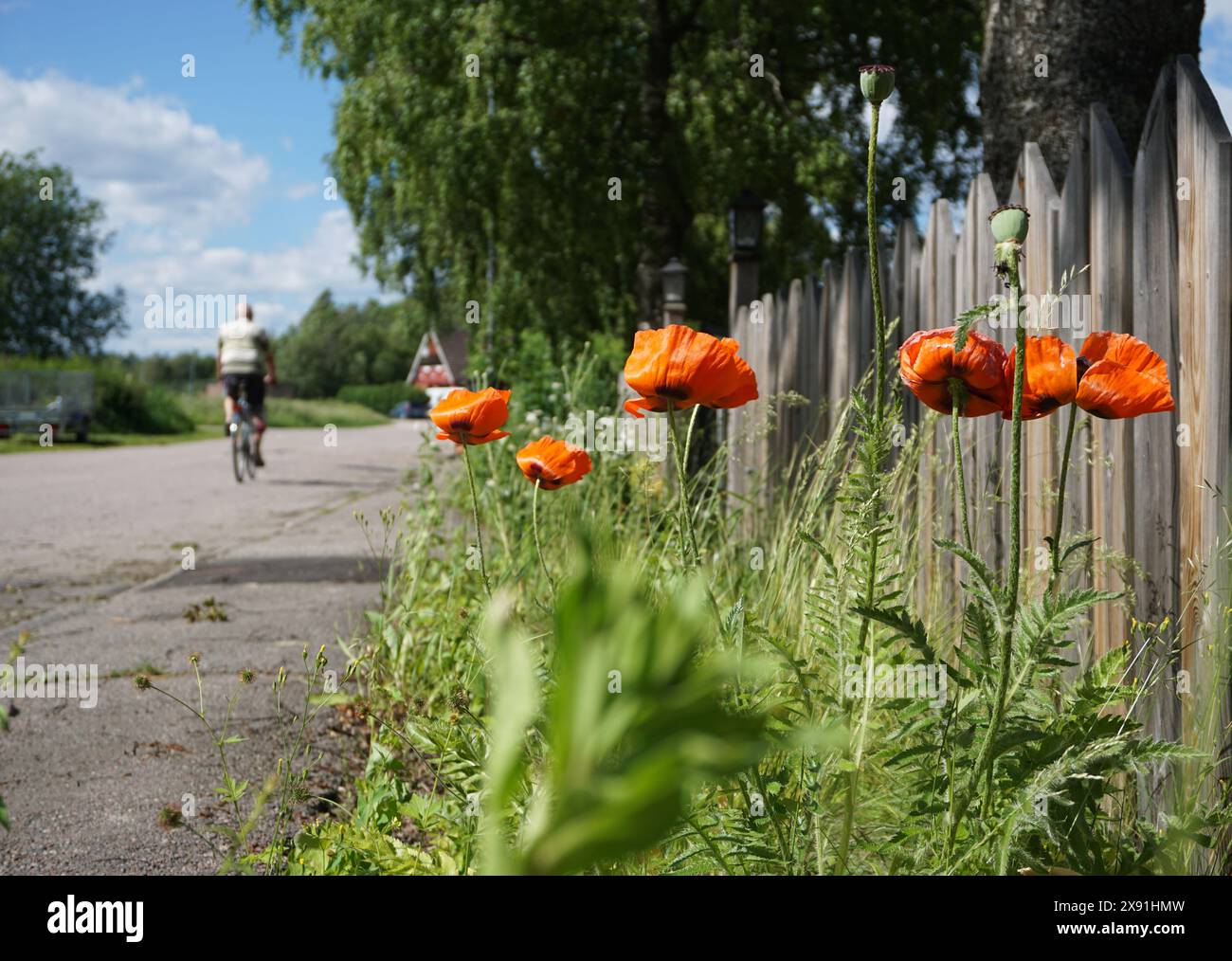 i fiori crescono accanto alla strada mentre una persona sconosciuta passa in bicicletta Foto Stock