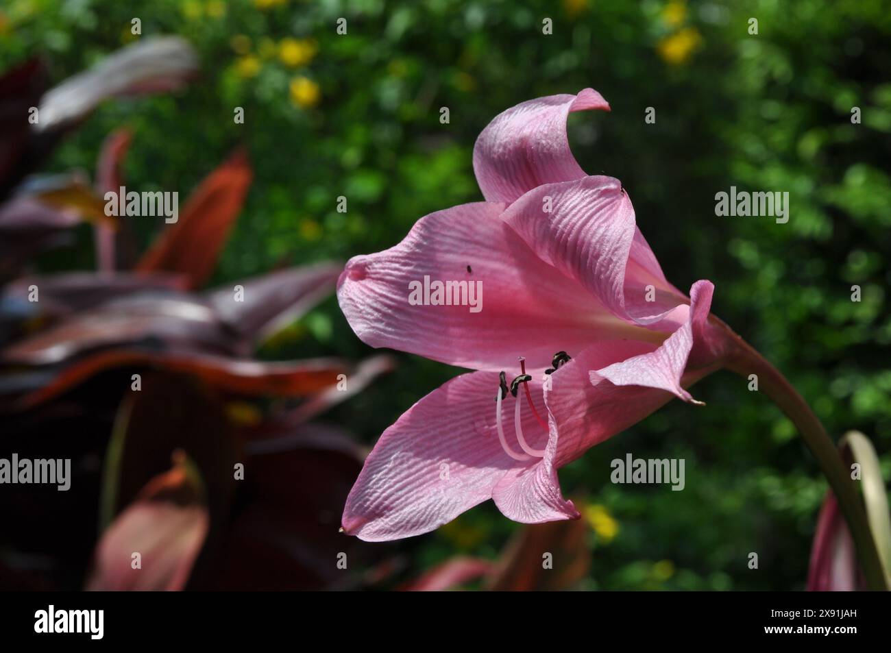 Un fiore rosa nei giardini Foto Stock