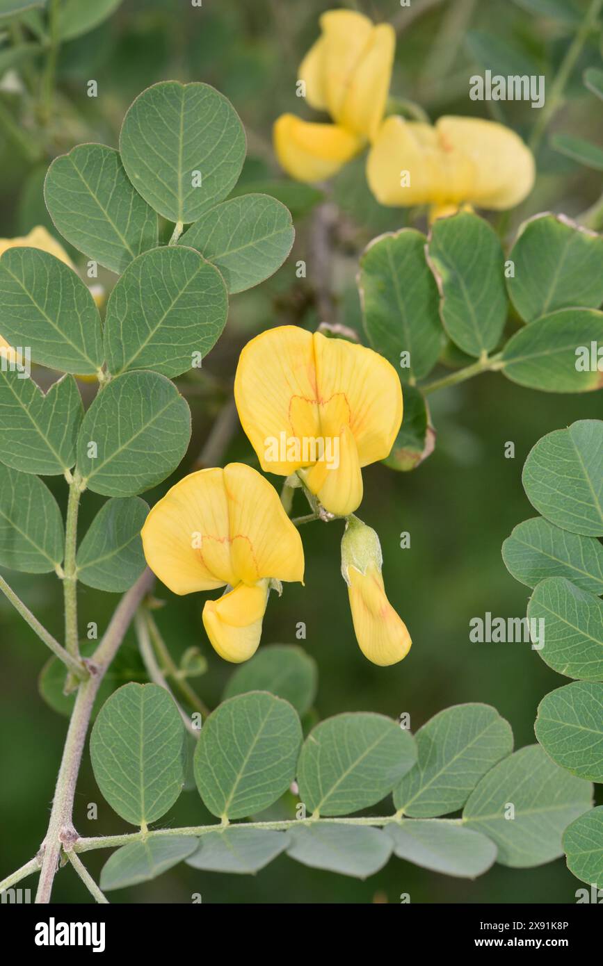 Vescica-senna - Colutea arborescens Foto Stock