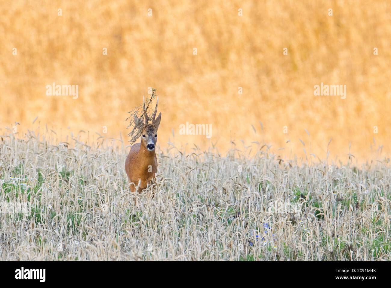 Capriolo europeo (Capreolus capreolus) buck / maschio con ramoscello bloccato nelle sue corna durante il rut in campo di grano / campo di mais in estate Foto Stock