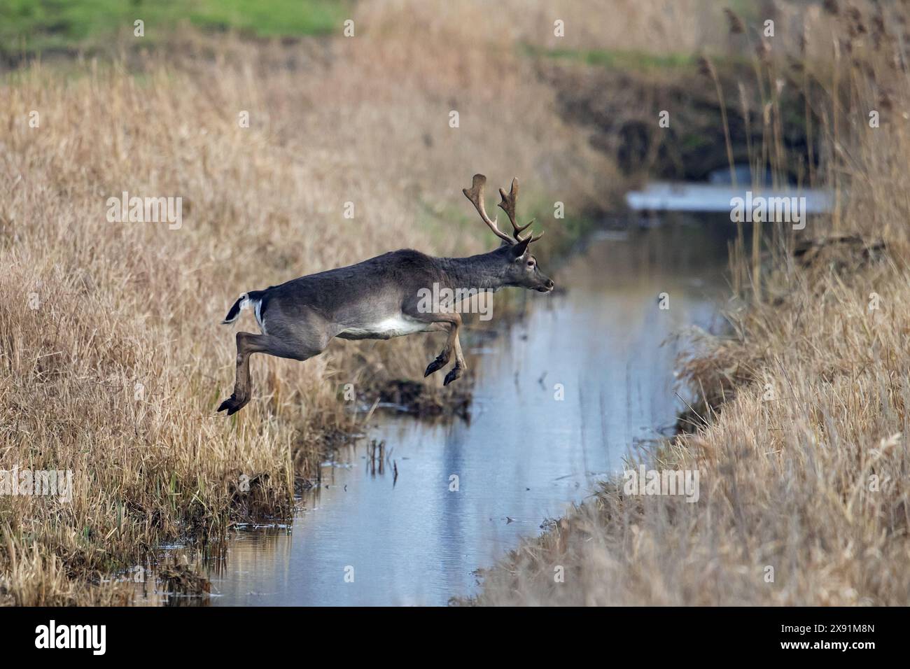 In fuga dal cervo europeo (Dama dama) buck / maschio che salta su fossato / ruscello, correndo attraverso il prato in autunno Foto Stock