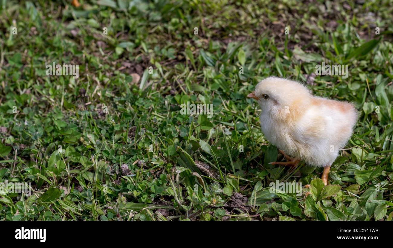 Piccola ragazza sull'erba verde. Carino animale appena nato. Foto Stock