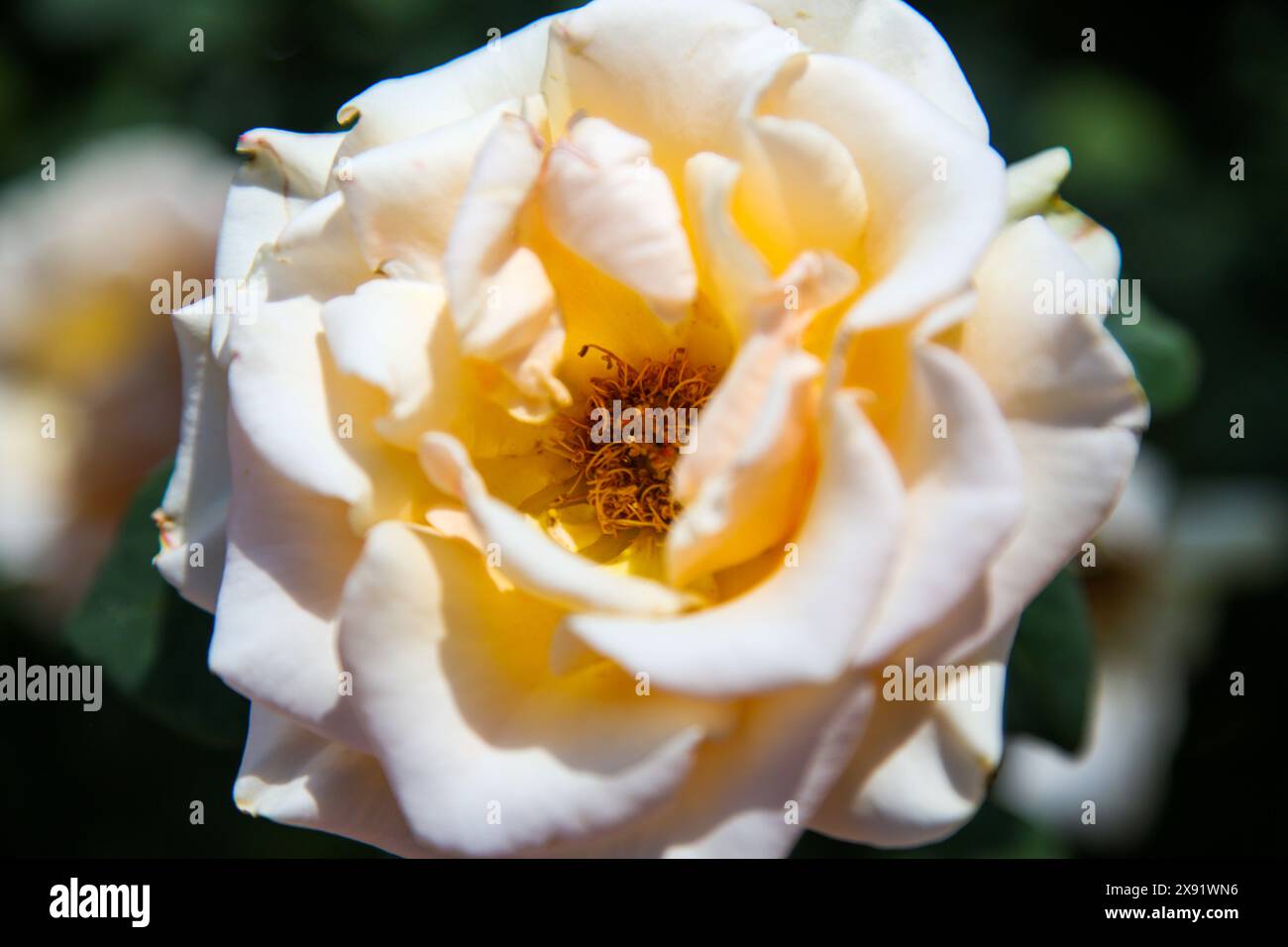 Il Giardino delle Rose al MCC - Mesa Community College Foto Stock