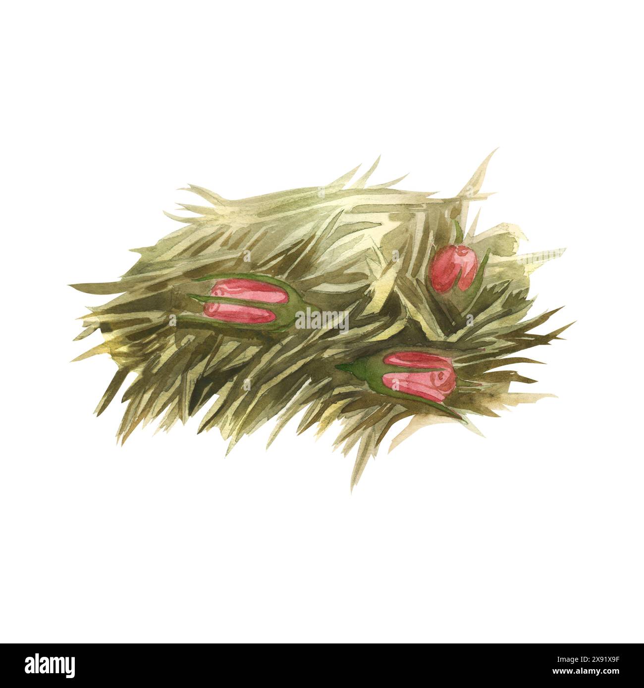 Preparazione del tè. Foglie di tè verde essiccate con boccioli di rosa. Illustrazione acquerello. Tutti gli elementi sono dipinti a mano con acquerelli. Adatto per la stampa Foto Stock