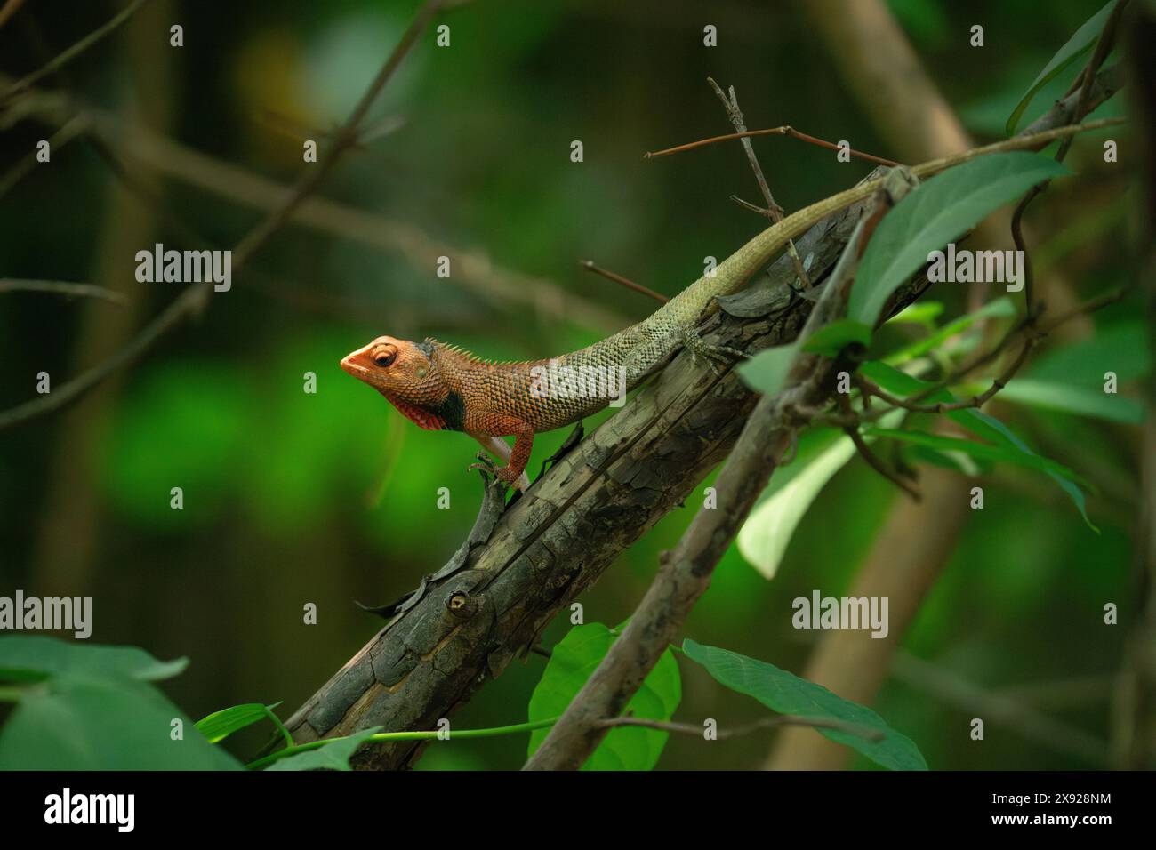 Oriental GardenLizard (Calotes versicolor), chiamata anche lucertola da giardino orientale, lucertola da giardino indiana, lucertola da giardino comune, suckerchangea sanguinosa Foto Stock