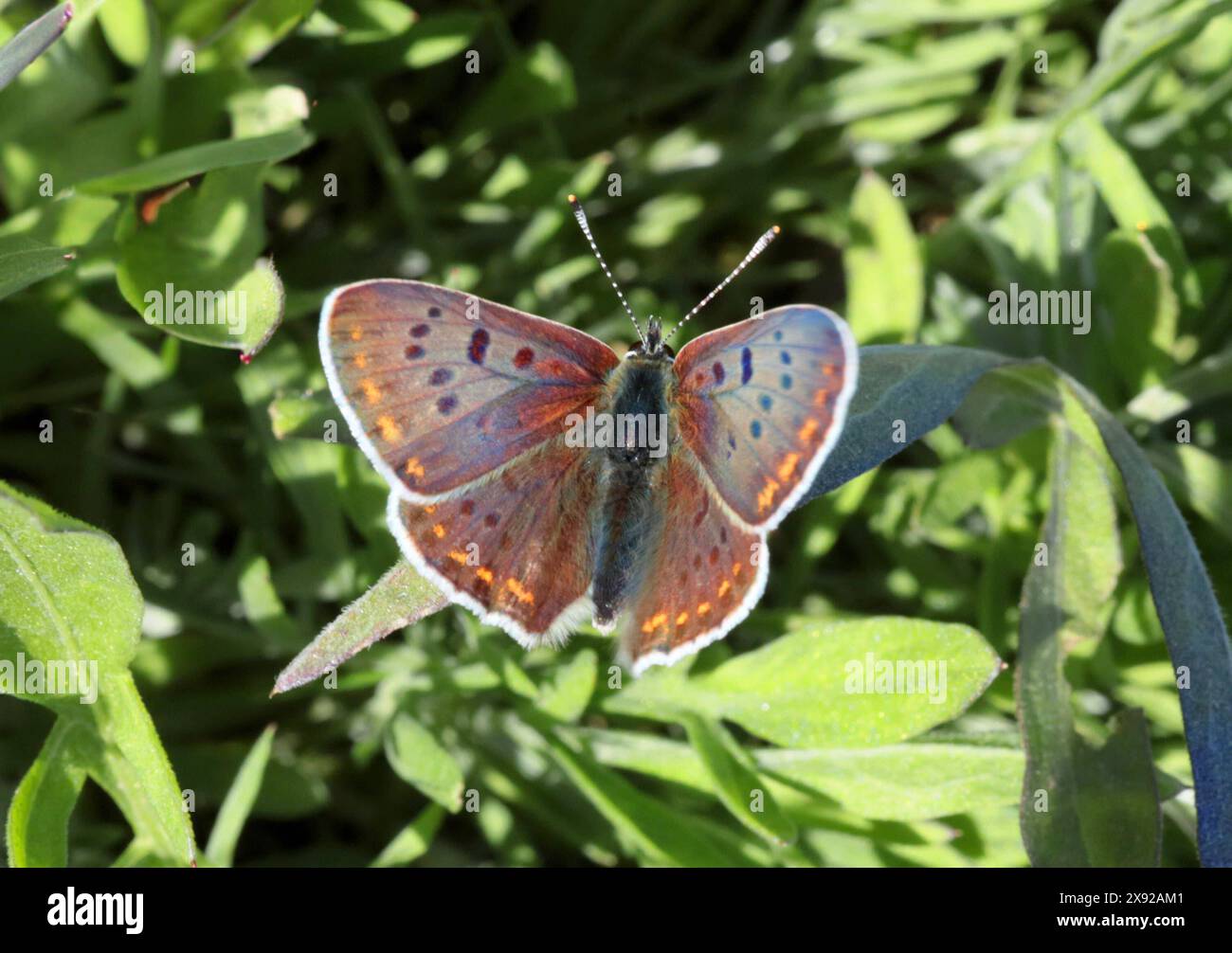 28.04..2024 / Sachsen Anhalt Sachsen-Anhalt Halle Schmetterling Schmetterlinge falter Biodiversität Insekt Insekten Nachtfalter Macroaufnahme Makroaufnahme Macrofoto Makrofoto Braune Feuerfalter Lycaena tityrus , auch Schwefelvögelchen genannt ist ein Schmetterling Tagfalter aus der Familie der Bläulinge Lycaenidae dorilis *** 28 04 2024 Sassonia Anhalt Sassonia Anhalt Halle Butterfly Butterfly Moths Biodiversity insetti Moths Macro Photo Macro Photo Macro Photo Macro Photo Macro Photo Macro Photo Macro Photo Brown Fire Butterfly Lycaena tityrus , nota anche come la farfalla sulfur Butterfly, è una farfalla diurna di Foto Stock