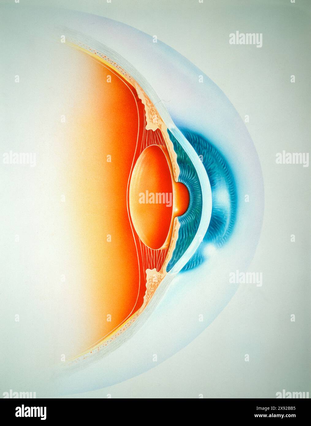 L'occhio è l'organo della vista. Il bulbo oculare è una struttura globulare con un rivestimento esterno duro chiamato sclera che diventa cornea nella sua parte anteriore. La retina è il recettore visivo. L'obiettivo è alloggiato nelle buste trasparenti del bulbo oculare. Si tratta di una sezione che attraversa la camera anteriore di un occhio normale, DISEGNO 001379 009 Foto Stock