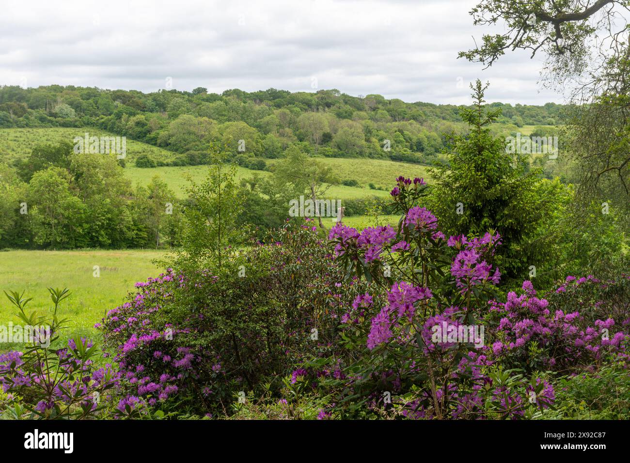 Le piante di Rhododendron invadono la campagna boschiva nel North Downs nel Surrey, Inghilterra, Regno Unito. Rododendri invasivi Foto Stock