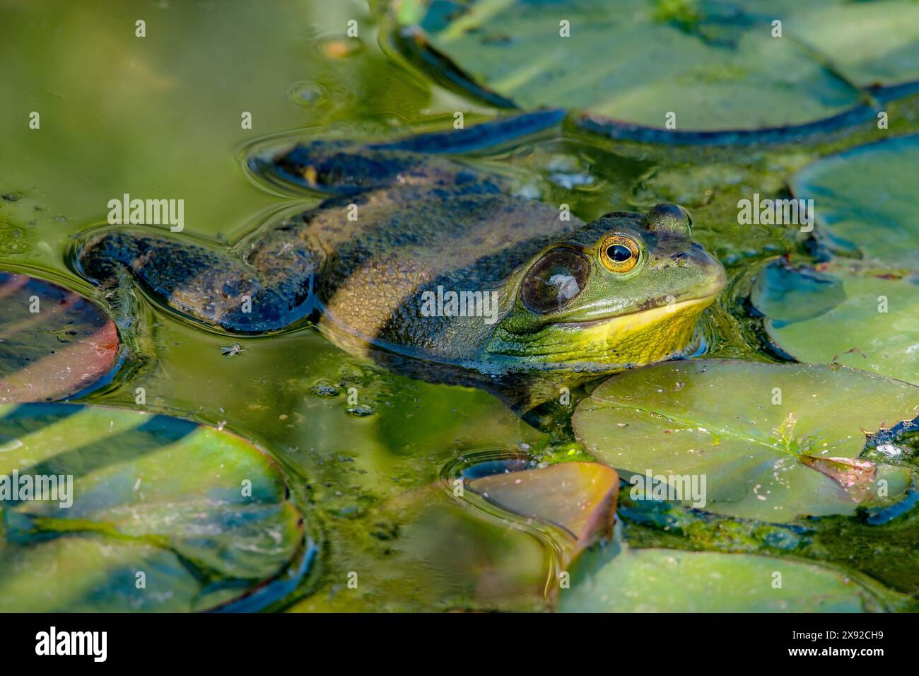 American Bullfrog (Lithobates catesbeianus) in Idaho. Foto Stock