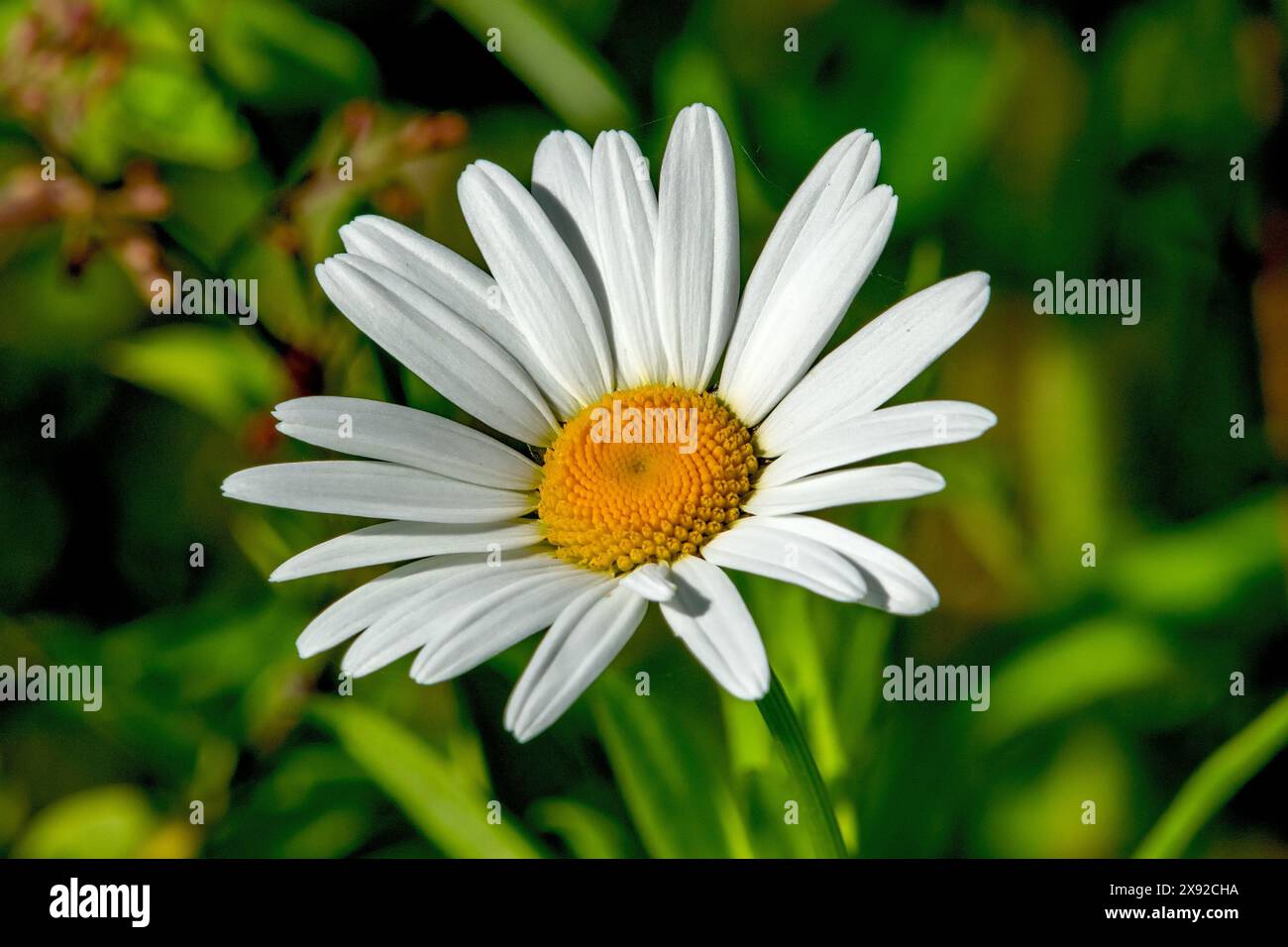 Oxeye Daisy (Leucanthemum vulgare) a Boise, Idaho. Foto Stock