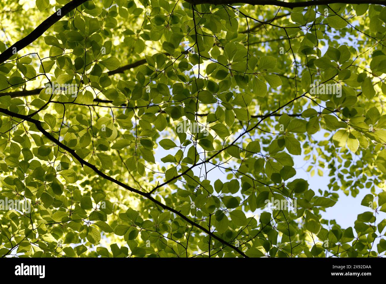 Verde fogliame. Sfondo naturale e luminoso. Vegetazione lussureggiante alla luce del sole. Natura astratta. Vista dal basso. Il concetto di estate primaverile buon calore, sole Foto Stock