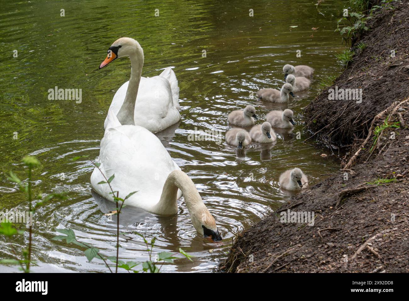 Cigni muti (Cygnus olor) con una famiglia di otto giovani cignetti sul Basingstoke Canal a maggio, Hampshire, Inghilterra, Regno Unito Foto Stock