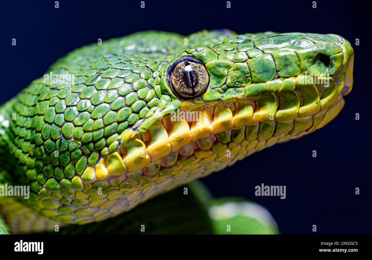 Emerald Tree Boa Closeup Foto Stock