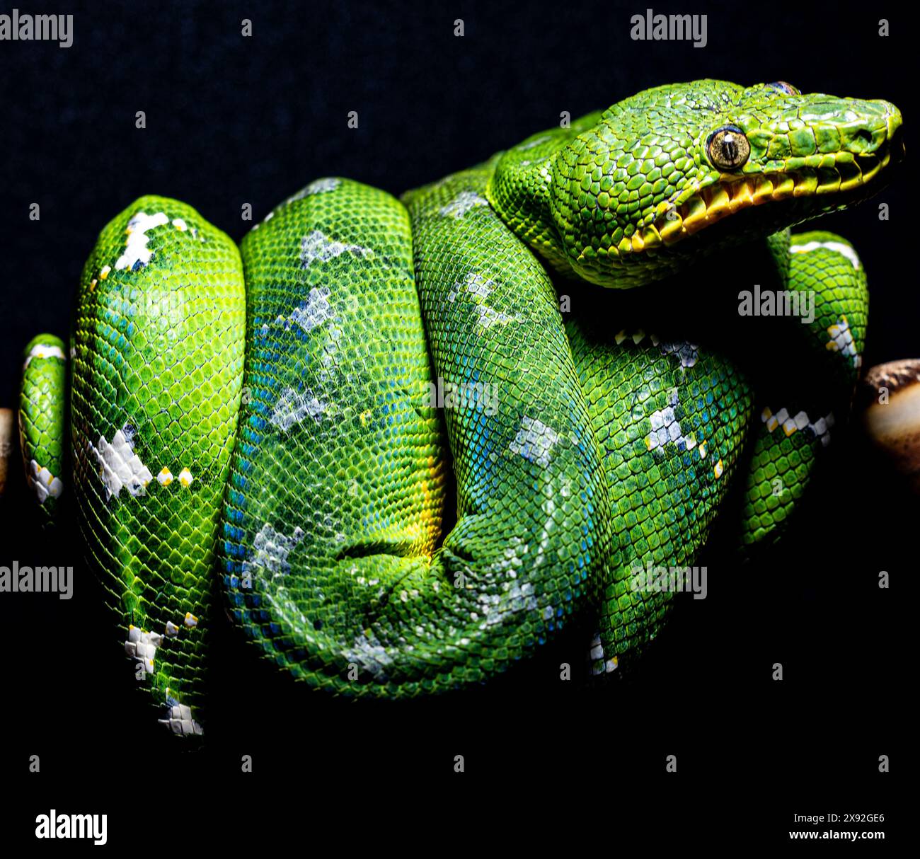 Emerald Tree Boa Closeup Foto Stock