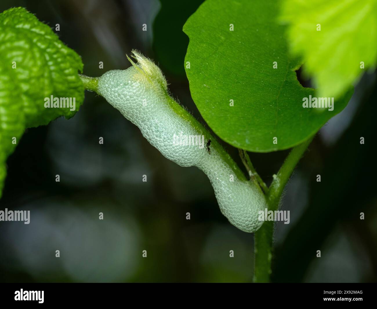 Nido di schiuma creato su una pianta da un rana larvale, Philaenus spumarius, per la protezione durante lo sviluppo Foto Stock