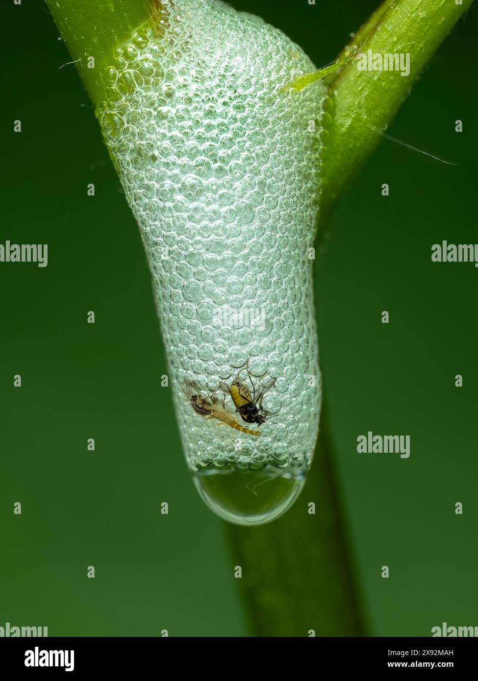 Nido di schiuma creato su una pianta da un rana larvale, Philaenus spumarius, in cui due piccole mosche sono rimaste intrappolate e morte Foto Stock