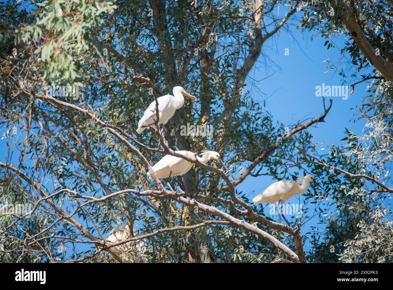 Tre cucchiai comuni su un albero. Parco nazionale di Donana, Spagna Foto Stock