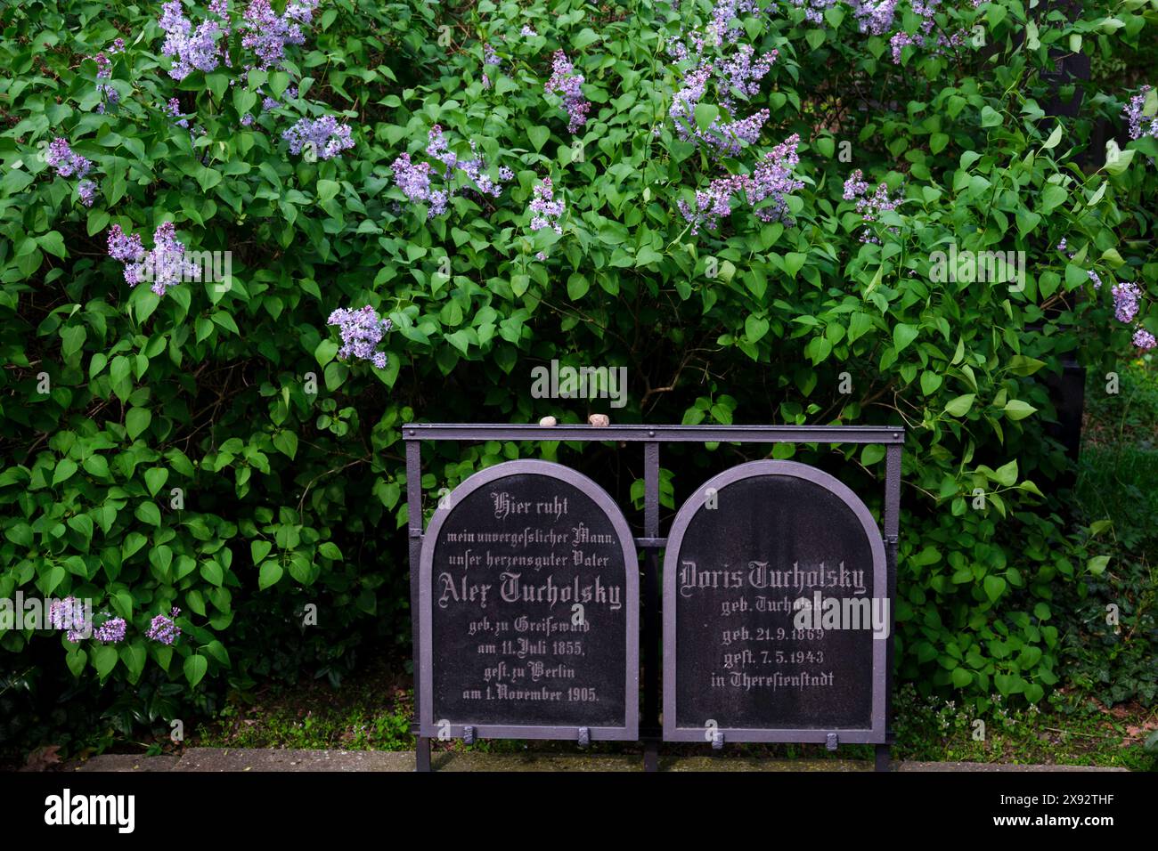 Jüdischer Friedhof Weißensee Deutschland, Berlino, 09.04.2024, Jüdischer Friedhof Weißensee, Grabplatten Steine, Fliederbusch, Alex Tucholsky, Doris Tucholsky, Eltern von Kurt Tucholsky, Â *** Jewish Cemetery Weißensee Germany, Berlin, 09 04 2024, Jewish Cemetery Weißensee, grave lastre pietre, lilac Bush, Alex Tucholsky, Doris Tucholsky, genitori di Kurt Tucholsky, Â Foto Stock