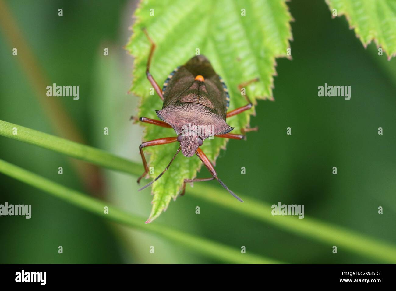 Uno Shieldbug adulto dalle gambe rosse (Pentatoma rufipes), trovato a Hunterston nell'Ayrshire, in Scozia. Foto Stock