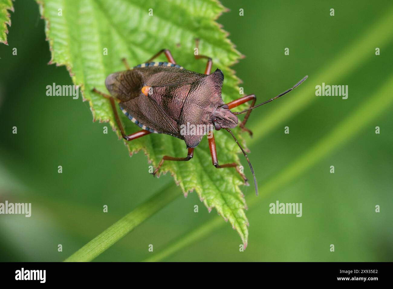 Uno Shieldbug adulto dalle gambe rosse (Pentatoma rufipes), trovato a Hunterston nell'Ayrshire, in Scozia. Foto Stock