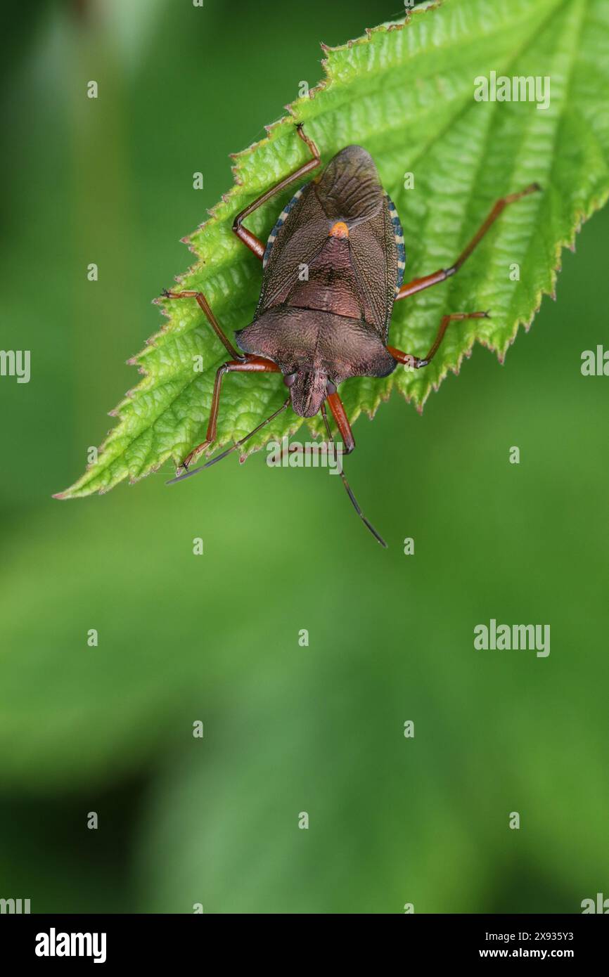 Uno Shieldbug adulto dalle gambe rosse (Pentatoma rufipes), trovato a Hunterston nell'Ayrshire, in Scozia. Foto Stock