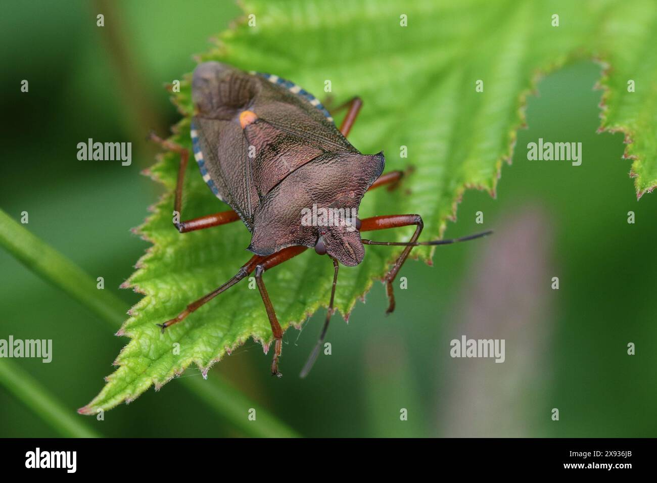 Uno Shieldbug adulto dalle gambe rosse (Pentatoma rufipes), trovato a Hunterston nell'Ayrshire, in Scozia. Foto Stock