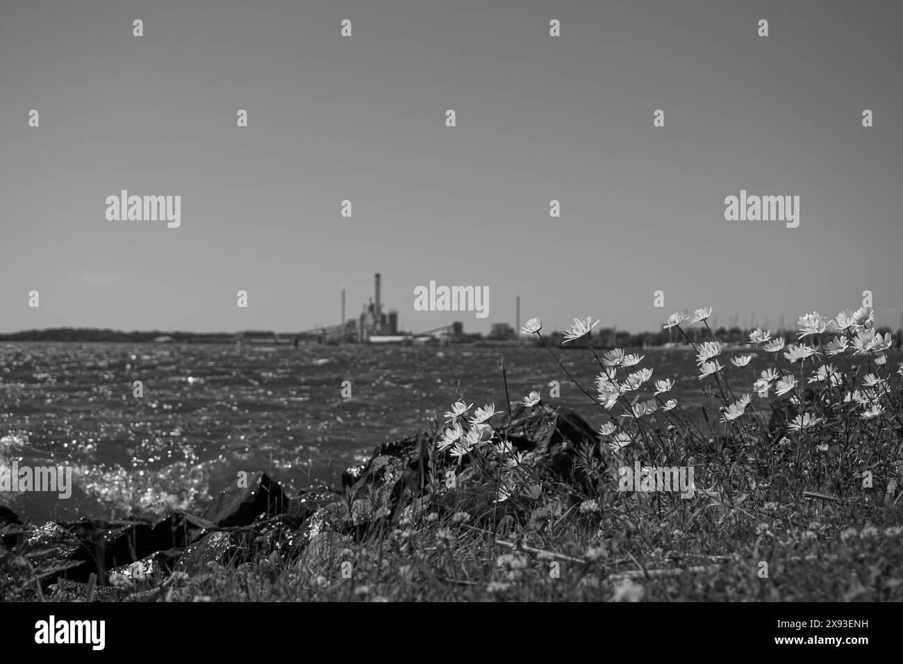 fiori che crescono vicino al mare Foto Stock